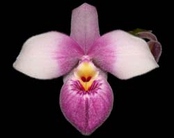 phragmipedium_schlimii2_cd