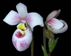 phragmipedium_schlimii_cd