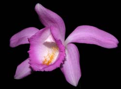 pleione_aurita2_cd