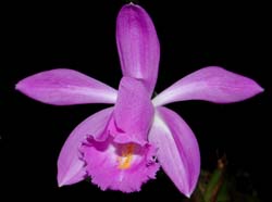 pleione_aurita3_cd