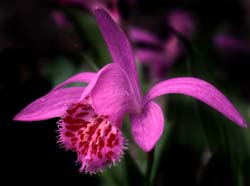 pleione_bulbocodioides_cd