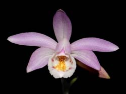 pleione_chunii_ws_cd