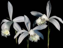 pleione_formosana_alba_cd