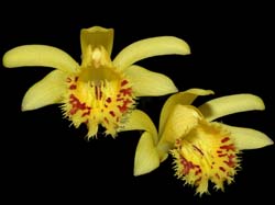 pleione_forrestii2_cd