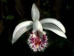 pleione_forrestii_alba_cd