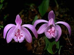 pleione_grandiflora2_cd