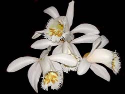 pleione_grandiflora_alba_cd