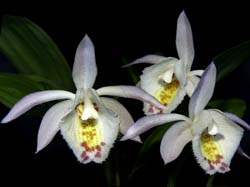 pleione_hookeriana3_cd