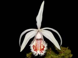 pleione_humilis_ws_cd