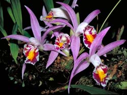 pleione_lagenaria_cd