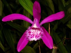 pleione_limprichtii_ws_cd