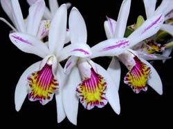 pleione_maculata_cd