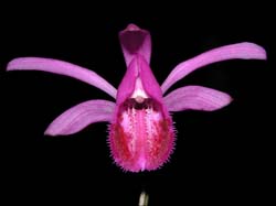 pleione_pleionoides_cd