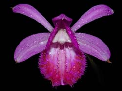 pleione_pleionoides_ws_cd