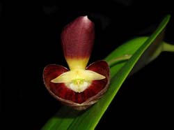 pleurothallis_adeleae_ip_cd