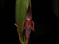 pleurothallis_allenii_cd