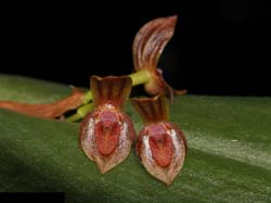 pleurothallis_antonensis2_cd