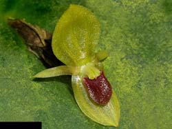 pleurothallis_bivalvis_cd