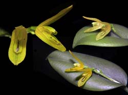 pleurothallis_caespitosa_cd