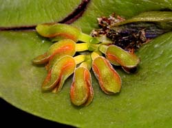 pleurothallis_circumplexa_cd