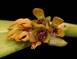 pleurothallis_circumplexa_ws_cd