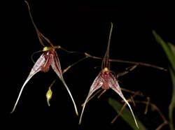 pleurothallis_claviculata_cd