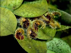 pleurothallis_crinita_cd