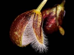 pleurothallis_cypripedioides_ws_cd