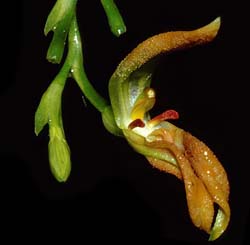 pleurothallis_endothrachis_cd