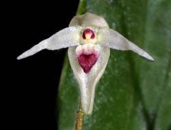 pleurothallis_eumecocaulon_cd