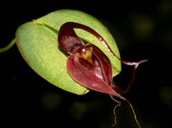 pleurothallis_forceps-cancri_cd