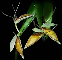 pleurothallis_heteroclita_cd