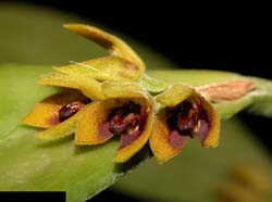 pleurothallis_hoffmannseggiana_cd