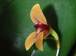 pleurothallis_hypnicola2_ws_cd