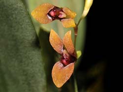 pleurothallis_hypnicola_ws_cd