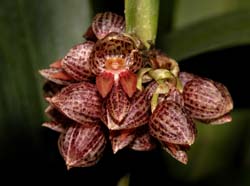 pleurothallis_inflata_cd