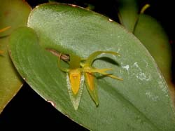 pleurothallis_juninensis_cd