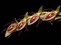 pleurothallis_loranthophylla2_cd