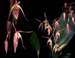 pleurothallis_loranthophylla_cd