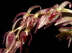 pleurothallis_loranthophylla_ws_cd