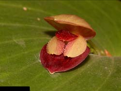 pleurothallis_martei_cd