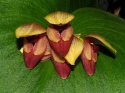 pleurothallis_marthae2_ws_cd