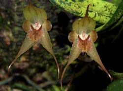 pleurothallis_masdevalliopsis_ws_cd