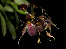 pleurothallis_megalops_cd