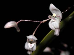 pleurothallis_mirabilis_ws_cd