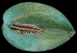 pleurothallis_pectinata_cd