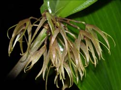 pleurothallis_peduncularis_cd