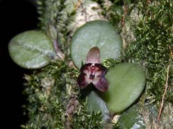 pleurothallis_perangusta_ws_cd