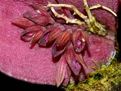 pleurothallis_prolifera_cd