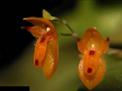 pleurothallis_rubella2_ws_cd